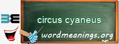 WordMeaning blackboard for circus cyaneus